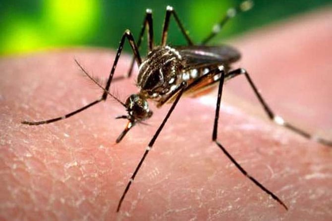 Both infected with dengue at Bhadashivani | भडशिवणी येथे दोघांना डेंग्यूची लागण