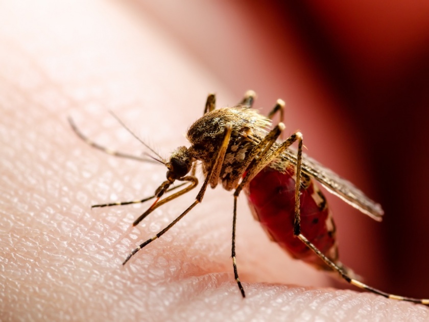 Dengue crossed seven hundred and Chikungunya five centuries | डेंग्यू सातशे तर चिकुनगुन्या पाच शतक पार