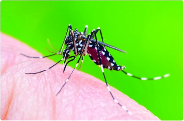 The fear of dengue from the district will soon end, the number will decrease | जिल्ह्यातून डेंग्यूचे भय लवकरच संपणार, संख्येत घट