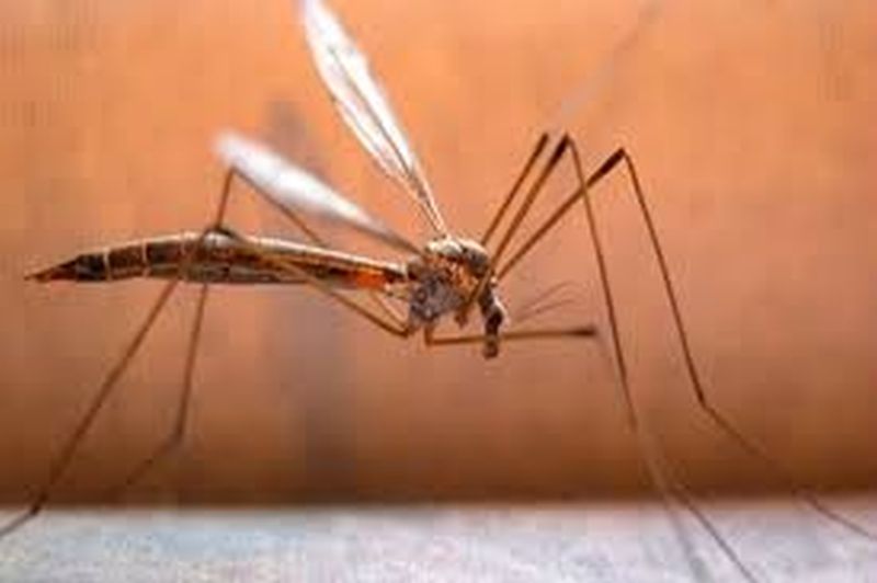 Dengue, Chikungunya threat again in Akola district! | अकोला जिल्ह्यात डेंग्यू, चिकुनगुनियाचा पुन्हा धोका!