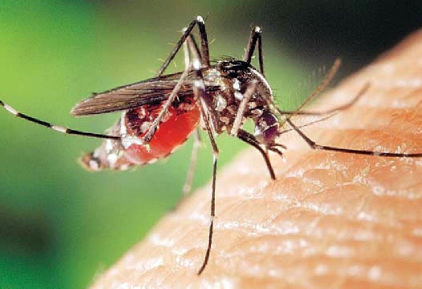 east vidarbha registers highest dengue cases in last four years | पूर्व विदर्भात डेंग्यूचा चार वर्षांतील उच्चांक; ३६२८ रुग्ण, २४ मृत्यूची नोंद