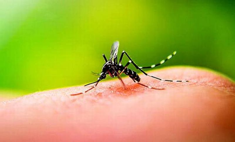  Six dengue patients a month | महिनाभरात डेंग्यूचे सहा रुग्ण