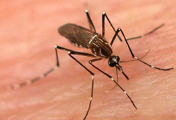 Buldana district increases dengue risk | बुलडाणा जिल्ह्यात डेंग्यूचा धोका वाढला