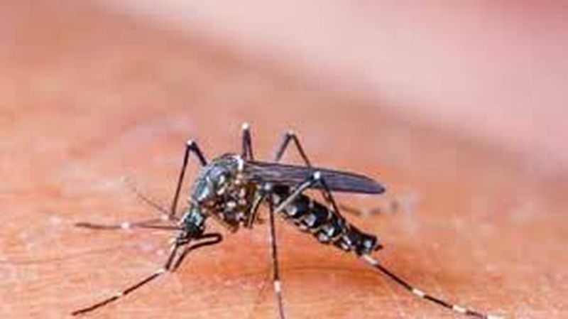 Danger of dengue along with corona! | कोरोनासोबतच डेंग्यूचाही धोका!