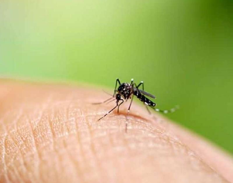 Be careful! Ten dengue patients tested positive in ten days in Aurangabad | काळजी घ्या ! औरंगाबादेत दहा दिवसात डेंग्यूचे दहा रुग्ण पॉझिटिव्ह