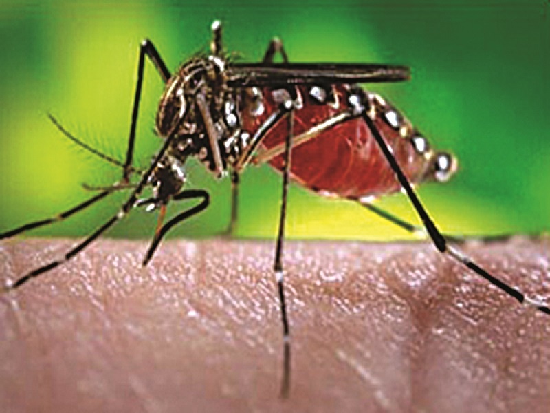 Malaria with corona, dengue will be 'fever'; Government agencies, District Malaria Office alert | कोरोनासोबत मलेरिया, डेंग्यू ठरणार ‘ताप’दायक;  सरकारी यंत्रणा, जिल्हा हिवताप कार्यालय सतर्क