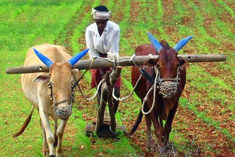 9,000 eligible farmers in Washim district deprived of crop loans | वाशिम जिल्ह्यातील ९ हजार पात्र शेतकरी पीककर्जापासून वंचित