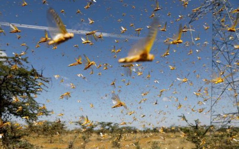Bird rearing is a great option for locust eradication | टोळ निर्मूलनासाठी पक्षी संवर्धन हा उत्तम पर्याय