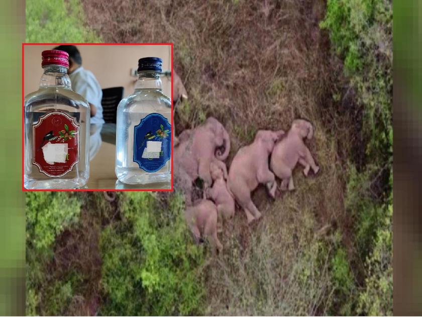 Odisha News: 24 Elephants sleep for hours in Odisha after drinking Desi Liquor | काय सांगता! देशी दारू पिऊन हत्ती सुस्तावले; ग्रामस्थ परेशान, वन विभागाने वाजवले ढोल-ताशे