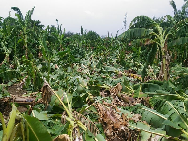  Destruction of 3852 hectares of crops in 115 villages | जळगाव जिल्ह्यातील ११५ गावांमधील ३८५२ हेक्टरवरील पिके उद्ध्वस्त