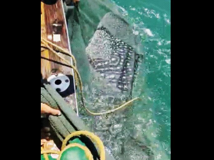 Devmasa got caught in the net, the boat owner cut the net and gave his life | अबब..! देवमासा अडकला जाळ्यात, बोटमालकाने जाळे कापून नुकसान सहन करीत दिले जीवदान