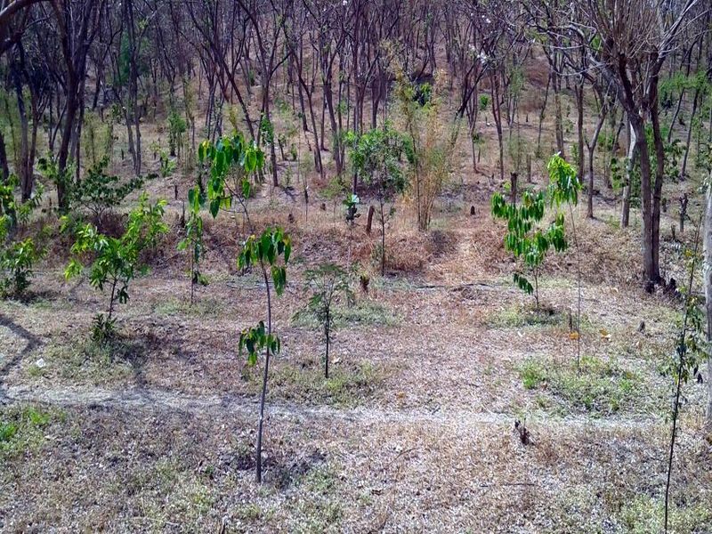 Summoning the summer: Young hand energy required for planting of Devrai in Nashik | उन्हाचा तडाखा : नाशिकच्या ‘देवराई‘वरील रोपट्यांना हवी तरुण हातांची ऊर्जा