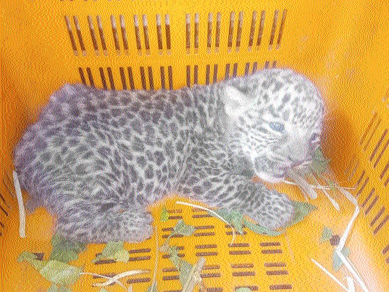 Nashik's female leopard will be raised in Mumbai | नाशिकच्या मादी बछड्याचे मुंबई करणार संगोपन