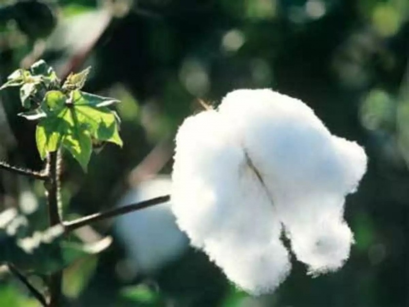 Maharashtra, Gujarat Sale of banned cotton seeds |  महाराष्ट्र, गुजरात प्रतिबंधित कापूस बियाणांची विक्री