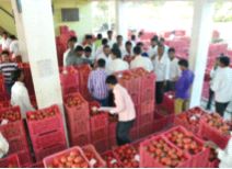 Sangli pomegranate at Rs 625 | अबब ! सांगलीत डाळिंबाला ६२५ रुपये दर 