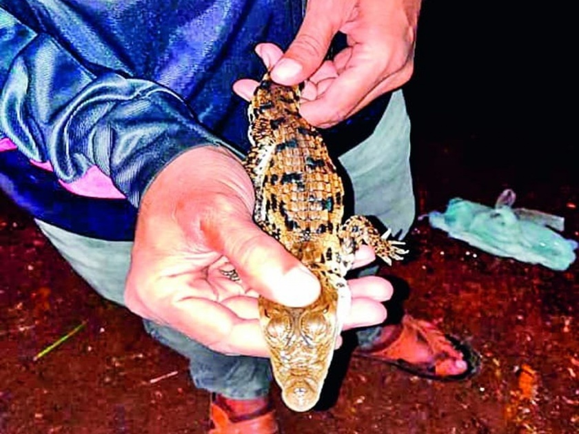 Crocodile cubs found on Khanapur watershed pune | खानापूर पाणवठ्यावर आढळले मगरीचे पिल्लू; परिसरात खळबळ