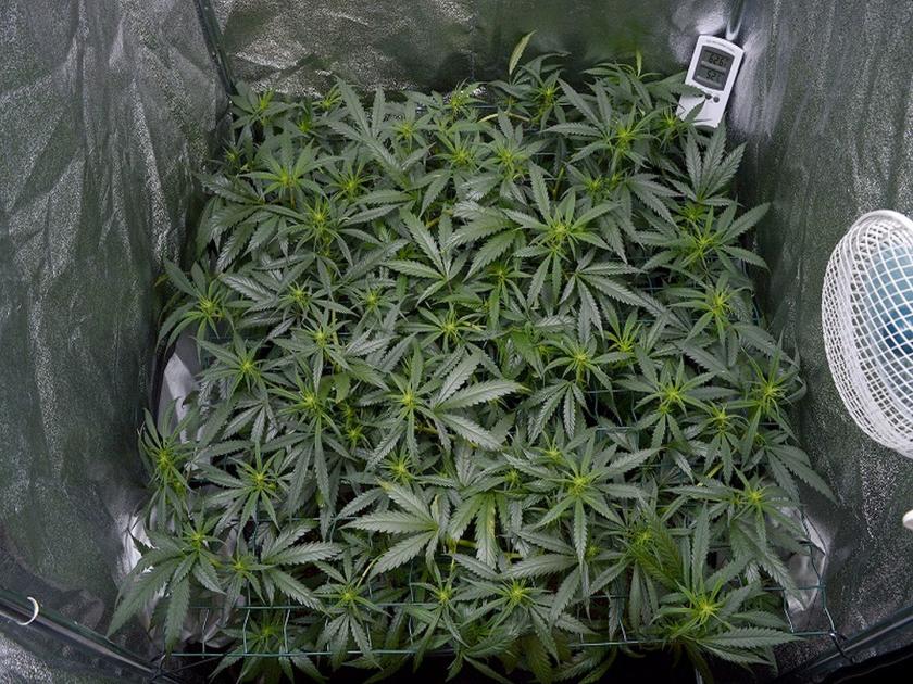 Seized cannabis plant planted in the old man's house | वृद्ध इसमाच्या घराच्या परिसरात लावण्यात आलेली गांजा रोपटी जप्त