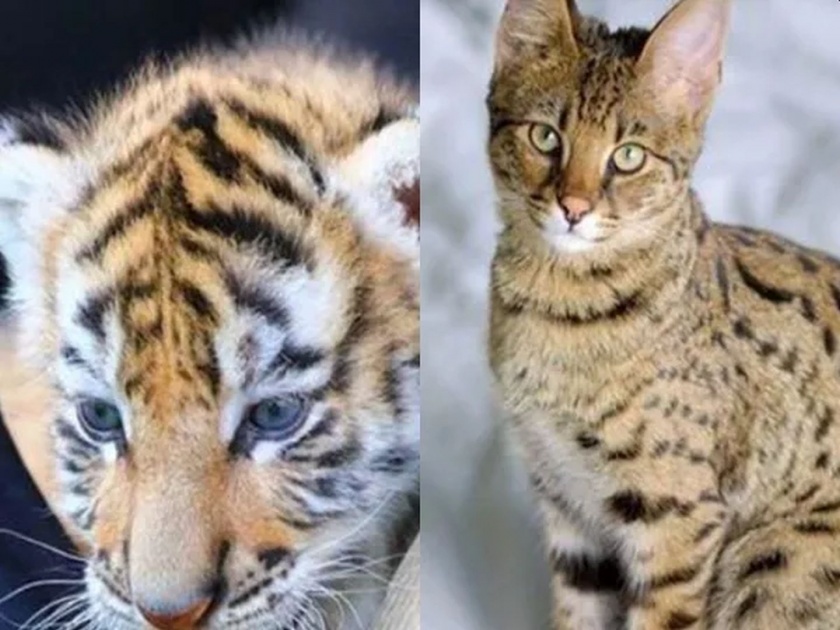 OMG! couple ordered kittens online; Indonatian Sumatra tiger calf came | वाट लागली! जोडप्याने मांजरीचे पिल्लू ऑनलाईन मागविले; दुर्मिळ वाघाचा बछडा पाहून हादरले