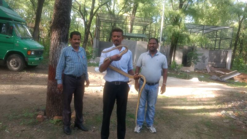 The eight half and -footed Dhaman snake found at Raj Bhavan in Nagpur | नागपुरातील  राजभवनात सापडली साडे आठ फुटी धामण 
