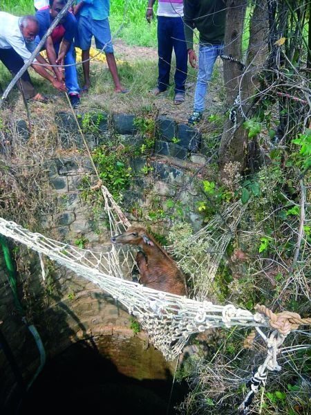 Nilgay fell into the well of Dhapewada in Nagpur district | नागपूर जिल्ह्यातील धापेवाड्याच्या विहिरीत पडली नीलगाय