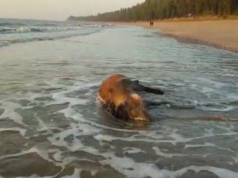 Wild boar drowning in sea; Disposal of dead body by FIR | जंगली डुकराचा समुद्रात बुडून मृत्यू; पंचनामा करून मृतदेहाची विल्हेवाट