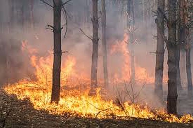 Forest Department's unique initiative to prevent fire | वणवा रोखण्यासाठी वन विभागाचा अनोखा उपक्रम