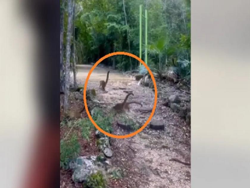 Viral Video: Small dinosaurs were seen running in the forest; watch the video | जंगलात धावताना दिसले छोटे-छोटे डायनासोर; Video पाहून तुम्हीही चकीत व्हाल...