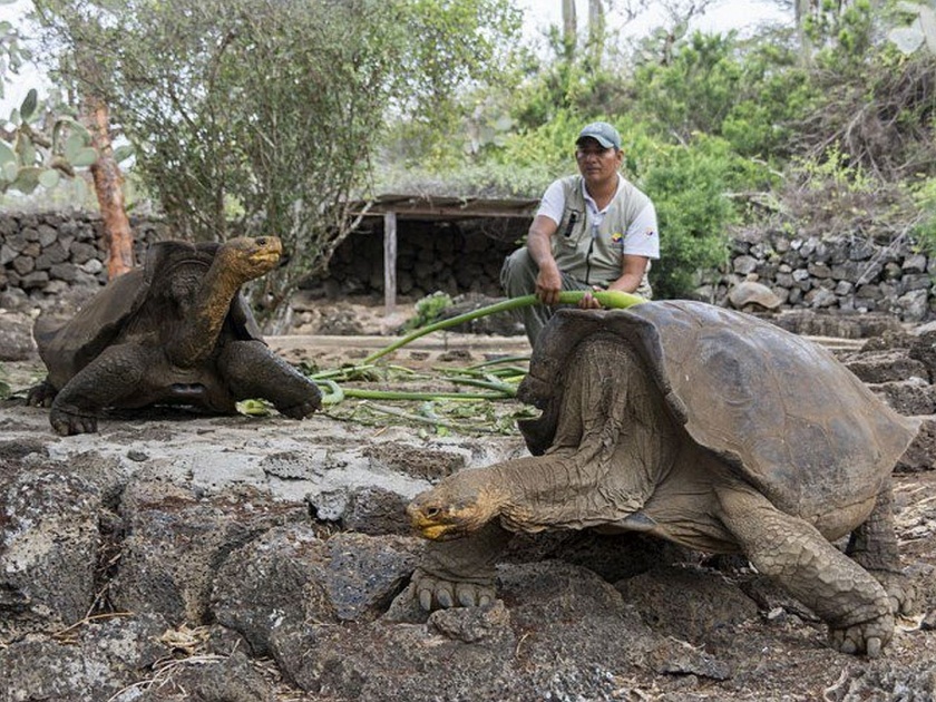 Diego a 100 year old tortoise has fathered 800 babies since 1960 | बाबो! ८०० कासवांचा पिता आहे 'हा' १०० वर्षाचा कासव, नष्ट होत असलेल्या प्रजातीला दिले त्याने जीवनदान!