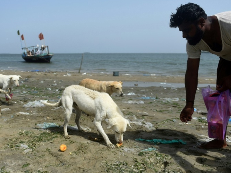 Isle of dogs: Pakistan fishers feed islands full of strays | या बेटावर फक्त कुत्रेच राहातात... मच्छिमारांच्या मदतीमुळे राहिले जिवंत