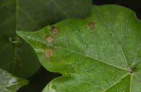 disease risk on crop; Rain, cloudy weather results | खरीप पिकांवर कीड, रोगराईचा धोका;  पाऊस, ढगाळ वातावरणाचा परिणाम