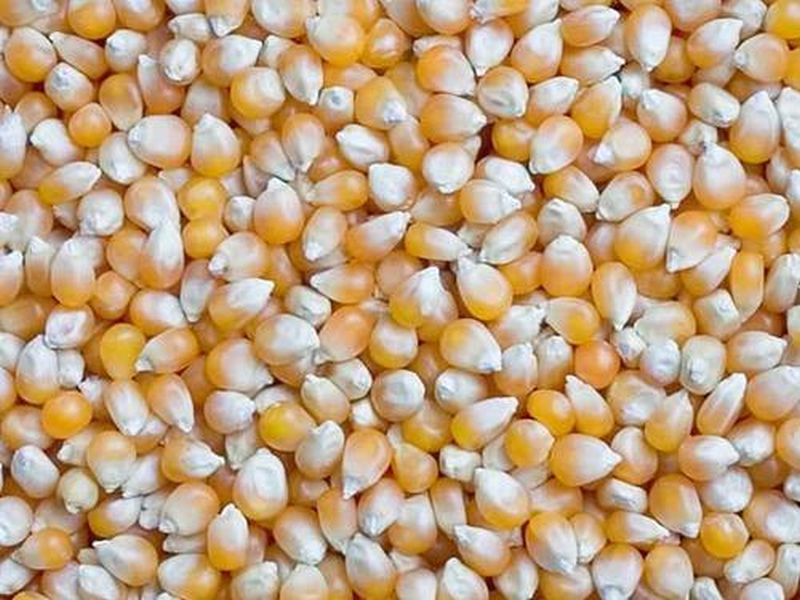Distribution of maize at the rate of Rs. 1 per kg to the poor in Akola district begins! | अकोला जिल्ह्यात गरिबांना १ रुपया किलो दराने मका वाटप सुरू!