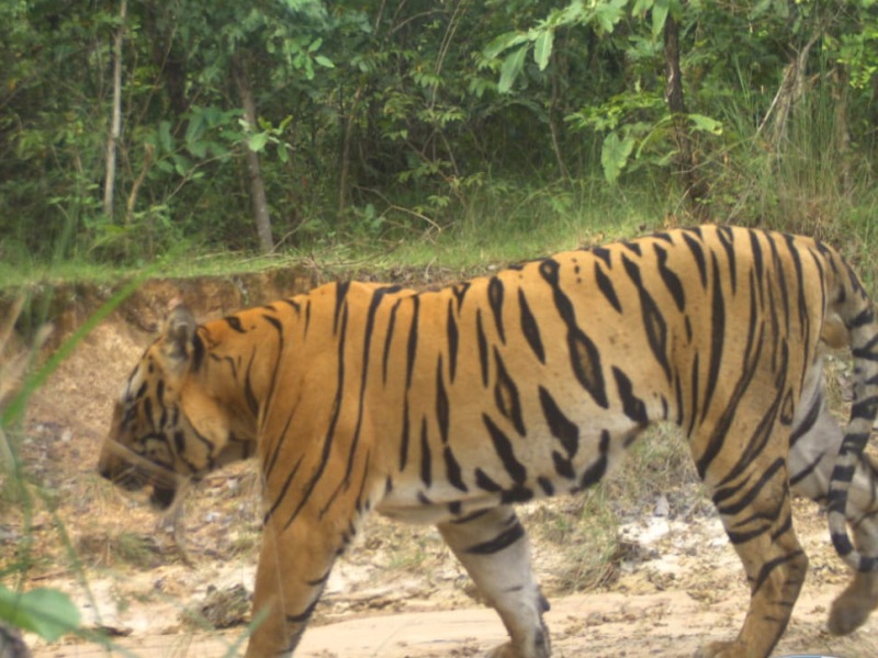 A tigress in Gadchiroli is targeting people by grabbing their throats to nurture her cubs. | वाघिणीला लागला बछड्यांचा लळा; पालनपोषणासाठी पकडते माणसांचा गळा, लोकांमध्ये आक्रोश