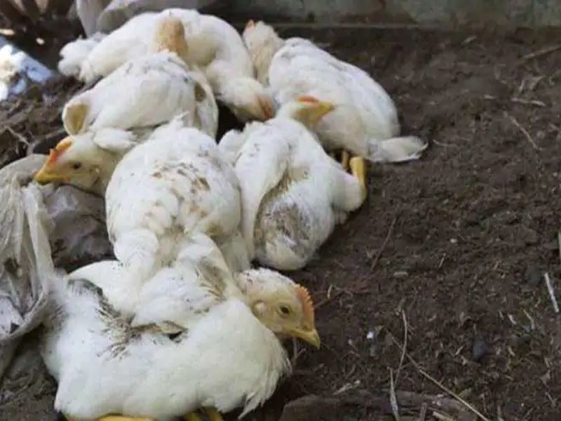 Bird flu: Dead chickens in Hingani and Bidal reported negative; Awaiting the report of the crows in Shirwal | बर्ड फ्लू: हिंगणी अन् बिदालमधील मृत कोंबड्यांचा अहवाल निगेटिव्ह; शिरवळमधील कावळ्यांच्या अहवालाची प्रतीक्षा 