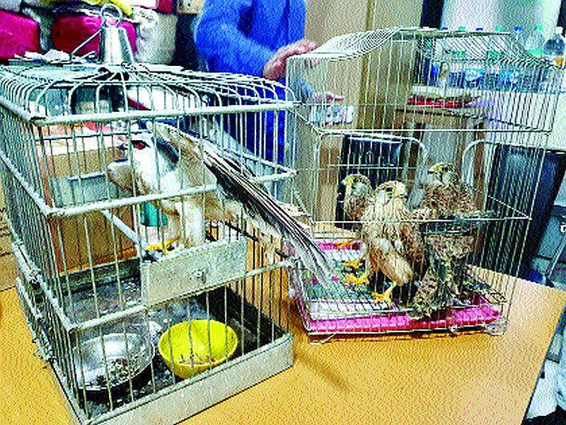  Possession of wildlife brought from Karnataka; The accused arrested in Thane | कर्नाटकातून आणलेले वन्यजीव ताब्यात; आरोपीस ठाण्यात अटक