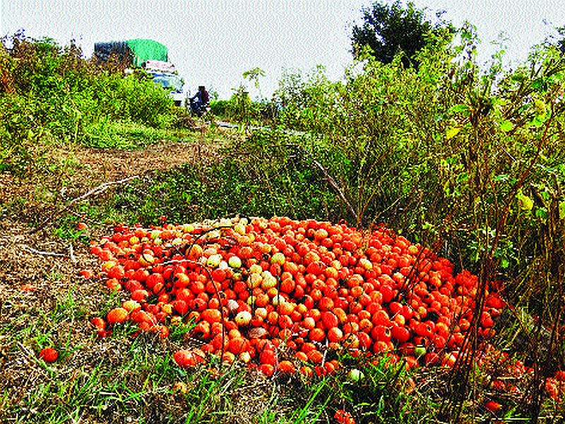 The redness of the tomatoes descended; Productive farmers worried | टोमॅटोंची लाली उतरली; उत्पादक शेतकरी चिंतित