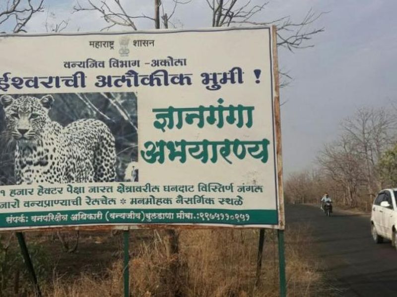 Rehabilitation of Devhari Vanagram in Gyanganga Sanctuary stalled! | ज्ञानगंगा अभयारण्यातील देव्हारी वनग्रामचे पुनर्वसन रखडले!