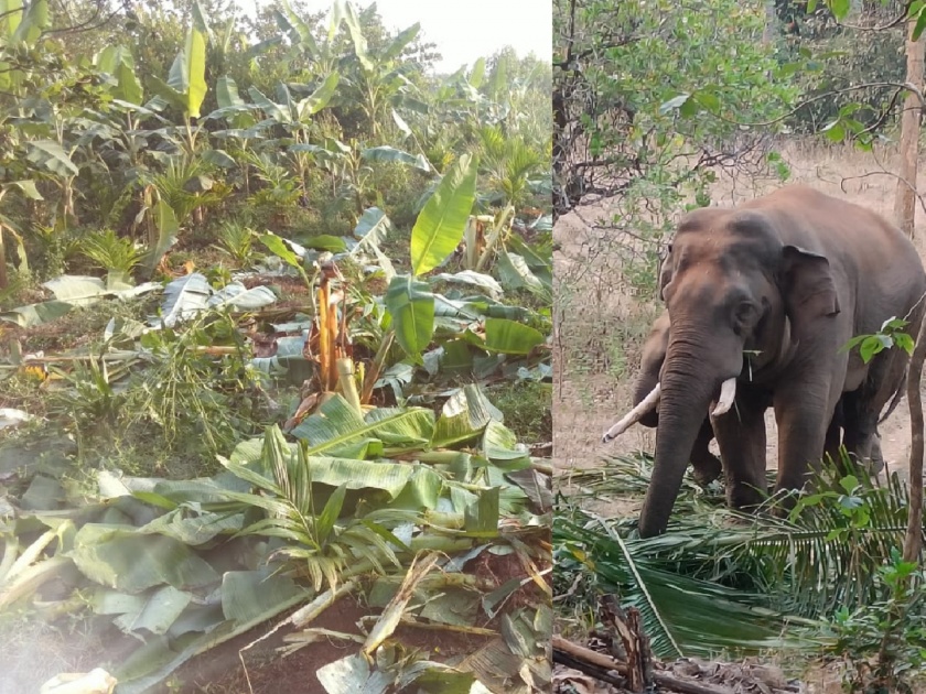 Elephant crisis in Dodamarg taluk in last few years, loss to farmers | Sindhudurg: तुम्हीच सांगा साहेब जगावे की मरावे?, हत्तीबाधित शेतकऱ्यांचा सरकारला सवाल