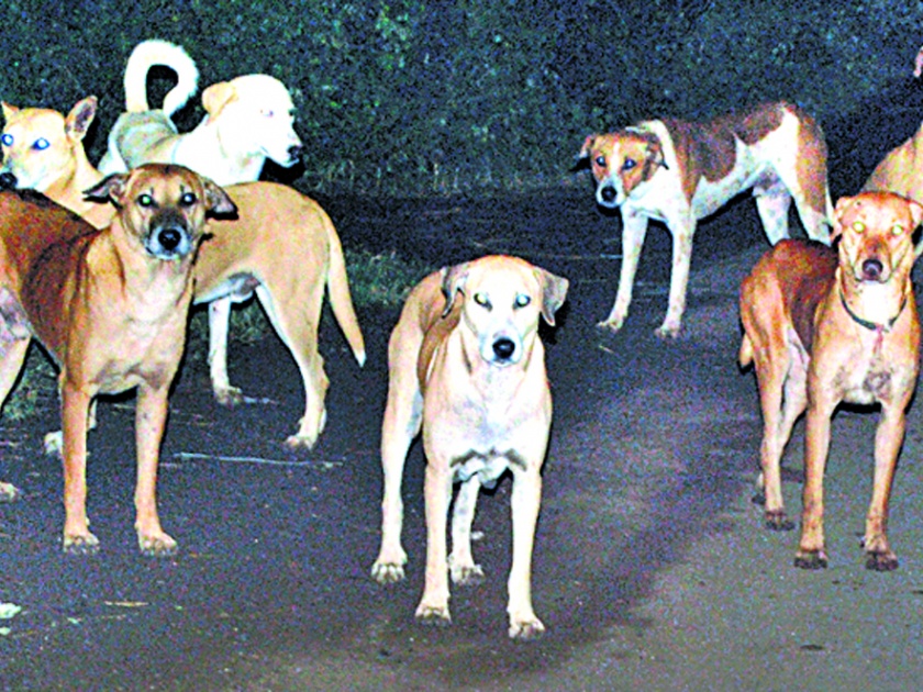     Dogs' disorder in Siddhartha Nagar, Samgaon area | सिद्धार्थनगर, सामनगाव परिसरात कुत्र्यांचा उपद्रव