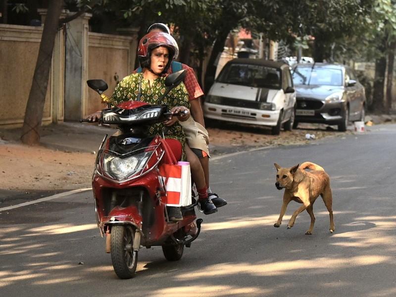 As many as sixteen and a half thousand Pune residents were bitten by dogs There are nearly three and a half lakh stray dogs in the city | तब्बल साडेसोळा हजार पुणेकरांना कुत्र्यांचा चावा; शहरात जवळपास साडेतीन लाख भटकी कुत्री