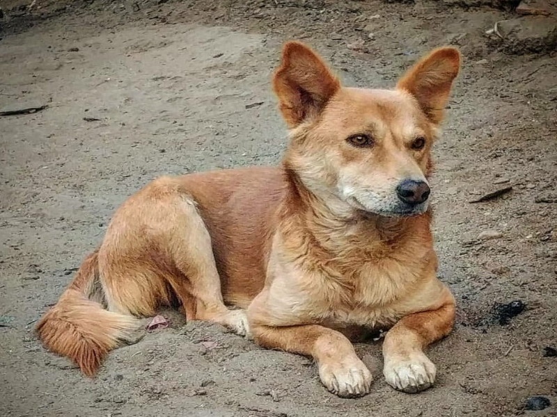 10 to 12 citizens are bitten by loose street dog Incidents in Daund Taluka | मोकाट पिसाळलेल्या कुत्र्याचा १० ते १२ नागरिकांना चावा; दौंड तालुक्यातील घटना