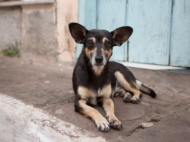 Two lakh stray dogs will be vaccinated in Pune Health Department campaign for Rabies Free Pune | पुण्यात पावणेदोन लाख भटक्या कुत्र्यांना टोचणार लस; ‘रेबीज फ्री पुणे’साठी आरोग्य विभागाची मोहीम