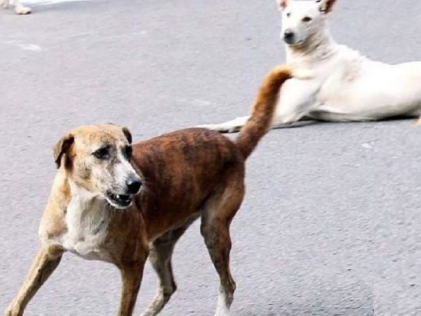 Laxity in government hospitals in providing all necessary treatment in time after dog bite | सरकारी दवाखान्यात अनास्था, श्वान दंश रुग्णांच्या जीवावर; तरुणीच्या मृत्यूनंतर कोल्हापुरातील भटक्या कुत्र्यांचा प्रश्न एैरणीवर