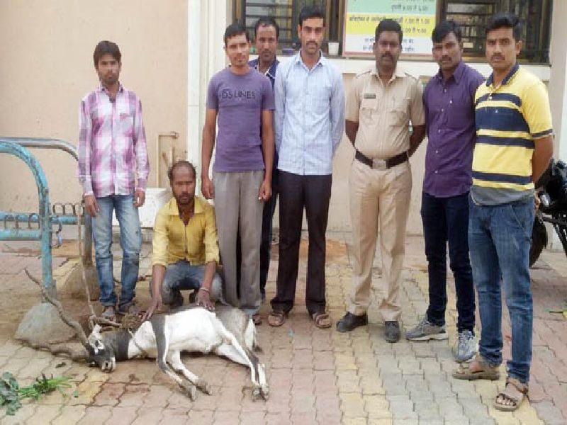 Amravati: Dogs have been killed by Kalwita, during treatment they will die | अमरावती : कुत्र्यांनी केली काळविटाची शिकार, उपचारादरम्यान मृत्यू