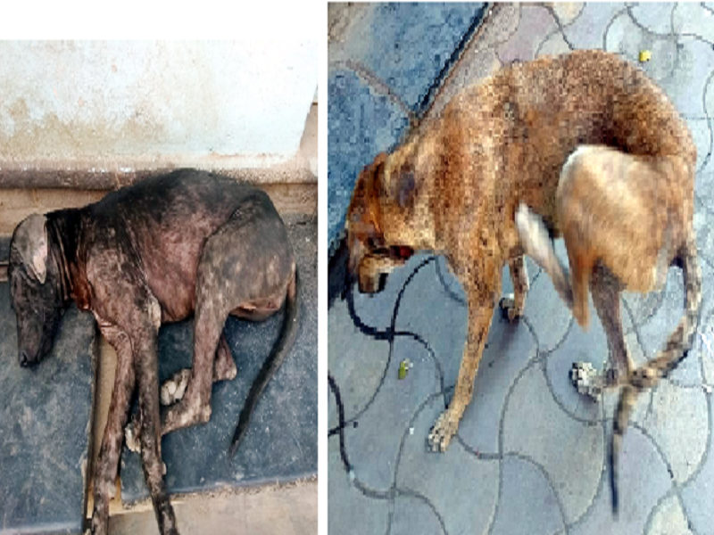 Wasmatkar is shocked; What do sick dogs do? | वसमतकर हैराण; आजारी कुत्र्यांचे करायचे काय?