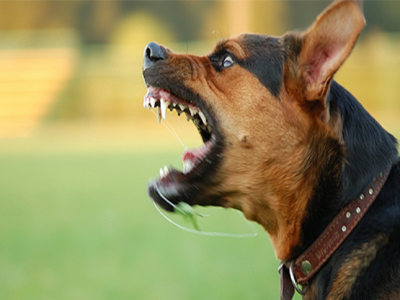  Bite eight people in a lethal dog | पिसाळलेल्या कुत्र्याचा आठ जणांना चावा