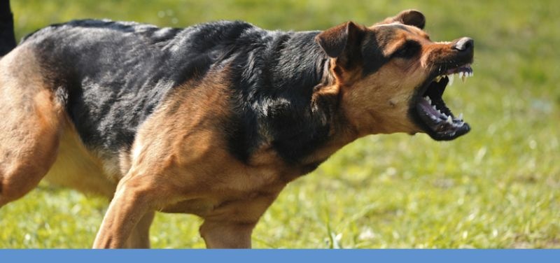 Shocking: 9930 dogs bites cases in Nagpur | धक्कादायक : नागपुरात ९९३० लोकांना श्वानदंश