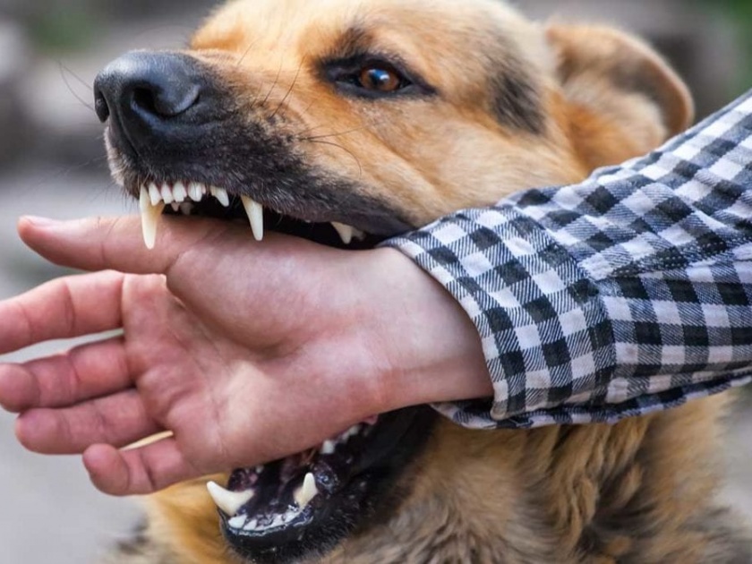 Patient's bite after dog bite | कुत्रा चावल्याने रुग्णाची फरपट