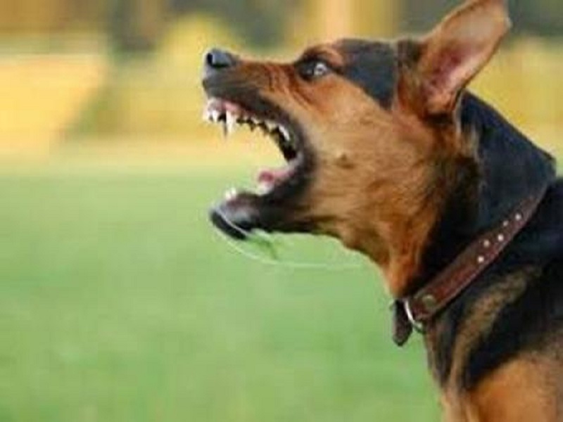Panic situation in Panvel due to Dog ; taken bites of 30 person | पनवेलमध्ये भटक्या कुत्र्याची दहशत; ३० जणांचे तोडले लचके