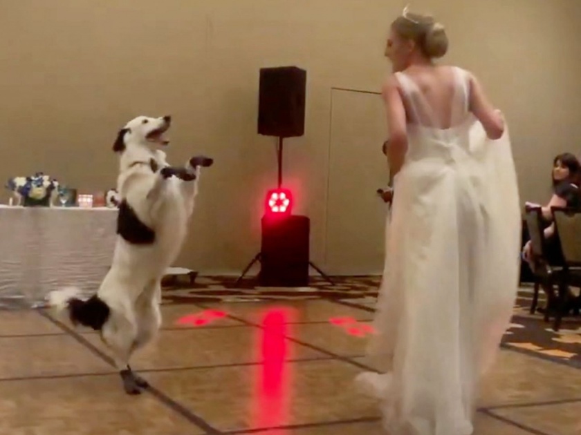 Bride dancing with dog on DJ floor best first dance you will see today viral video | नादखुळा डान्स! नव्या नवरीसोबत कुत्र्याने असा काही केला डान्स व्हिडीओ झाला व्हायरल!