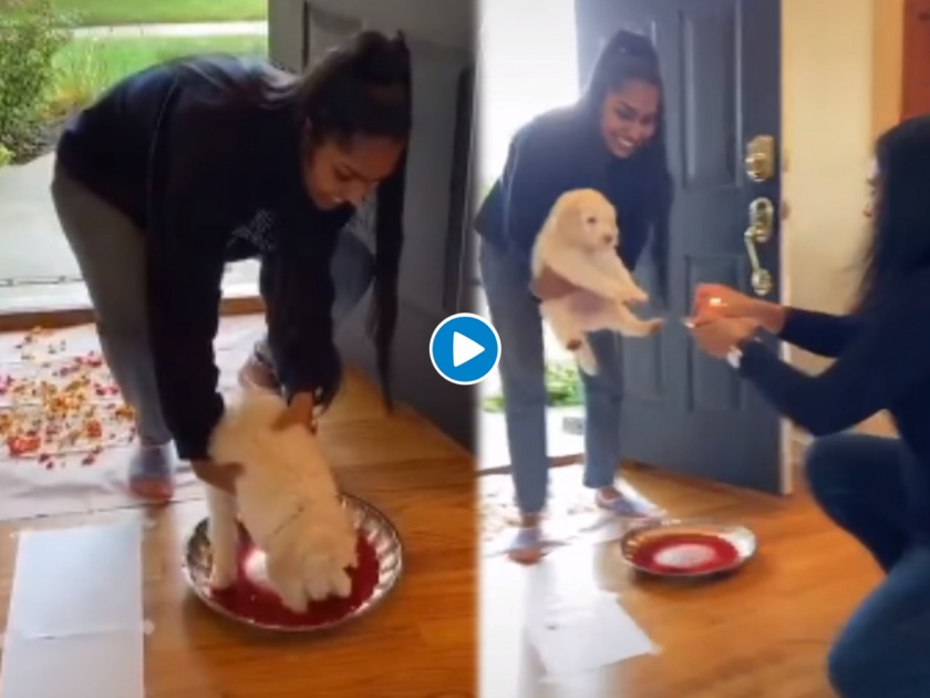 Video: Puppy Gets A ‘Desi Swagat’ With Aarti & Tilak As Family Showers Rose Petals | क्या बात! भारतीय परंपरेने घरात केलं कुत्र्याचं स्वागत, व्हिडीओ पाहून लोक भारावले